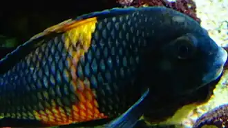 Tropheus sp. black "Pemba" ("Bemba") adulte.
