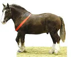 Trait breton au salon international de l'agriculture de 2012.