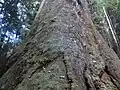 The Arve Big Tree en Tasmanie était le plus massif des plus hauts arbres existants[6]