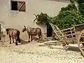 Poneys et charette.