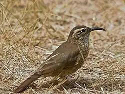 Upucerthie des buissons (Upucerthia dumetaria)