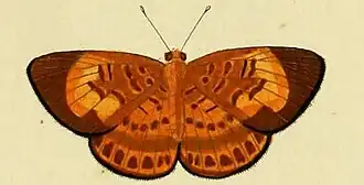 Description de l'image Synargis orestessa.JPG.
