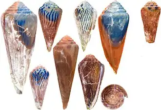 Description de l'image Conus olssoni.jpg.