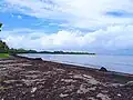 La plage de Viard envahie par les sargasses en mai 2025.