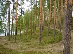 Forêt.