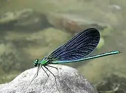 Calopteryx virgo (Calopterygidae)