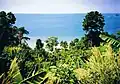 Forêt de bord de mer