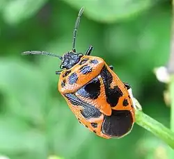 Eurydema dominulus