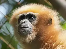 Gibbon hoolock femelle