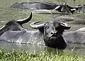 Buffles d'eau.