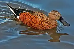 Canard spatule (Anas platalea).