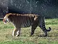 Tigre de Sibérie