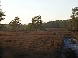 Randonneurs dans la réserve naturelle des landes du plateau de Lüsz.