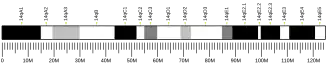 Chromosome 14 (souris)