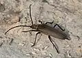 Aegosoma scabricorne (Scopoli, 1763)