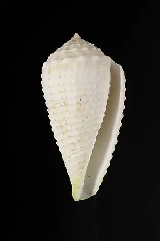 Description de l'image Conus deprinsi (MNHN-IM-2000-35524) 001.jpeg.