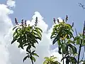 Rameaux fleuris de Mahurea palustrisi.