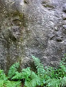 Carrière de Chambralles : rides de courant (ripple-marks)