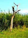 Un arbre sec pendant la saison des pluies dans le parc national. Juillet 2022.