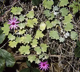 Description de l'image Pericallis 89F06.jpg.