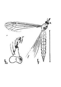 Tipula marioni 1937 Nicolas Théobald éch. R157 x1,3; p239 pl. XVIII Diptères du Sannoisien de Kleinkembs