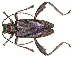 Donacie du nénuphar (Donacia crassipes Fabricius, 1775).