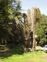 L'albero della pace (dopo)