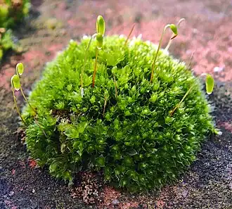 Bryum argenteum - Sporophyte - Gametophyte