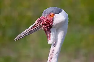 Photographie d'une tête de Grue