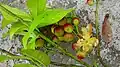 fruits matures de Siparuna guianensis