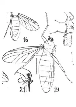 Plecia lygaeoides.