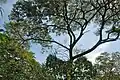 Un Acacia près de l'eau (2007).