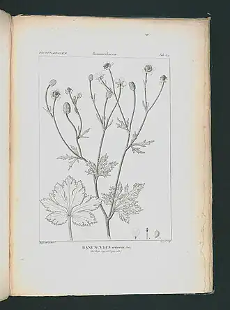 Description de l'image Icones selectae plantarum quas in systemate universali (Tab. 039).jpg.