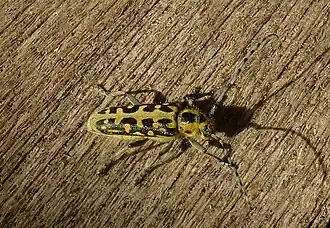 Saperda scalaris.