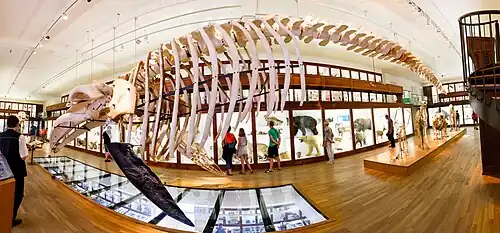Galerie de zoologie au 1er&nbsp;étage