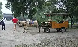 Attelage avec un petit cheval campé sur ses membres, les oreilles en arrière.