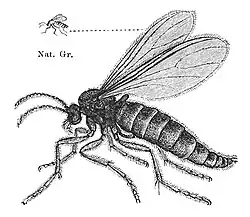 Sciara militaris.