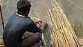 La fibre de jute est extraite de la tige des plantes de jute rouies.