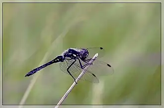 Un sympetrum noir (sympetrum danae)