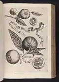 Aurantium stellatum et roseum, par Giovanni Battista Ferrari, 1646