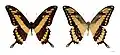 Papilio thoas thoas - MHNT