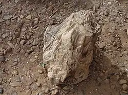 Arbre fossilisé.