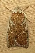 Euchaetis rhizobola