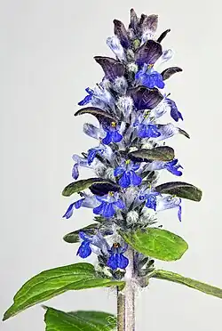 Inflorescence