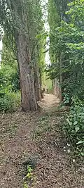 Un sentier près du terril Saint-Théodore ouest.