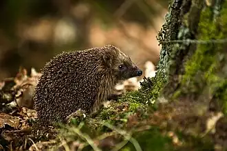 Photographie d'un petit mammifère au corps couvert de piquants.