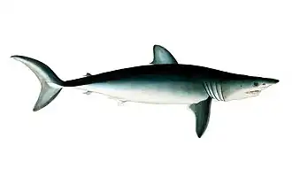 Lamniformes.
