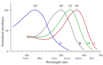 Zones de sensibilité des cônes (S "bleu", M "vert" et L "rouge") et des bâtonnets (R) chez l'être humain, suivant les longueurs d'onde (en nm) de la lumière.