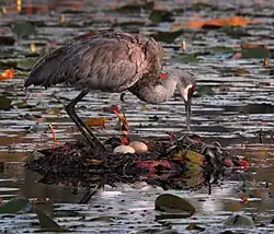 Photographie d'une Grue accroupie sur son nid, un tas de végétaux entouré d'eau avec deux œufs posés.