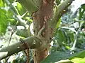 stipules et rameau épineux de Brassaiopsis mitis.